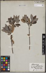 Foto von Salix cinerea L.